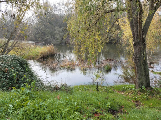 istock Plants in the Tormes river, Salamanca 1838456079