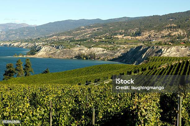 Winery Vineyard Naramata Okanagan Valley - Fotografie stock e altre immagini di Agricoltura - Agricoltura, Agricoltura biologica, Ambientazione esterna
