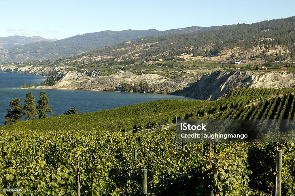 winery vineyard naramata okanagan valley - Foto de stock de Agricultura royalty-free