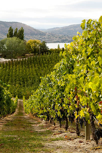 istock winery vineyard naramata okanagan valley 183845810