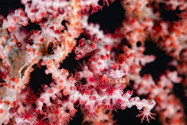 istock Pink Coral Branch 1838460179