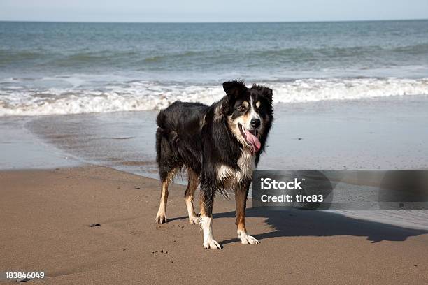 Border Collie Corriendo En La Playa Foto de stock y más banco de imágenes de Agua - Agua, Aire libre, Animal