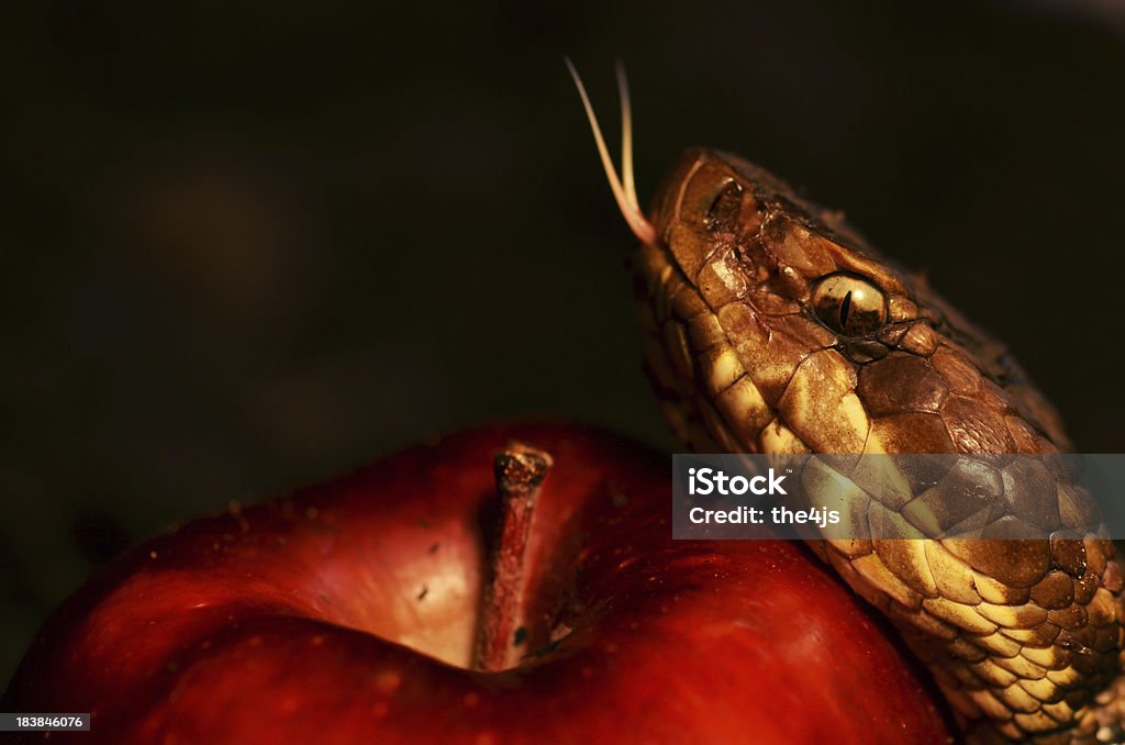 El fruto prohibido - Foto de stock de Serpiente libre de derechos