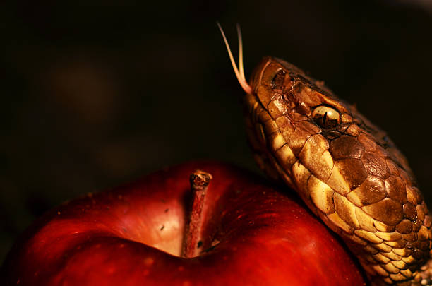 o fruto proibido - snake apple liar bible imagens e fotografias de stock