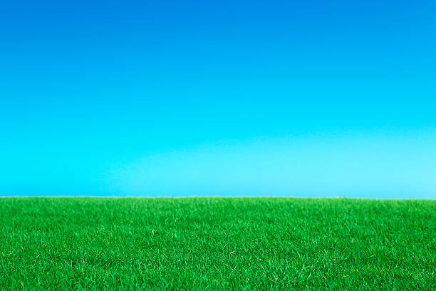 istock Lush green grass and cool blue sky background nature field 183846100
