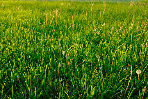 Summer meadow, top view. Background from green field for publication, design, poster, calendar, post, screensaver, wallpaper, postcard, cover, website. High quality photography