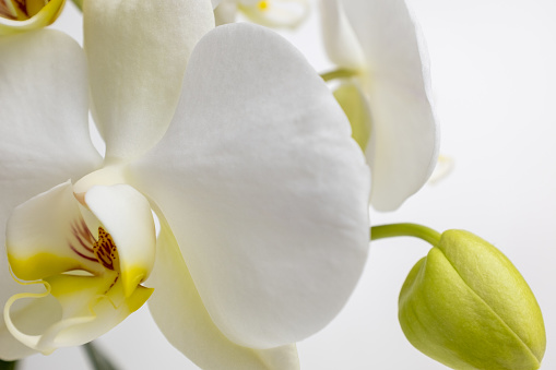 White orchid on white background, close up. Amazing phalaenopsis orchid flowers of white color for publication, poster, calendar, post, screensaver, wallpaper, postcard, postcard, banner, cover, website, space for your design or text. Color high quality photography