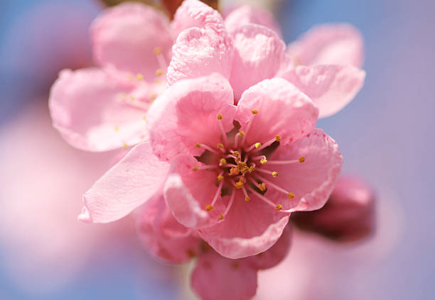 Pink cherry blossom flowers stock photo