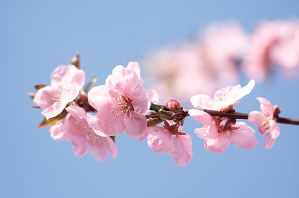 Pink Cherry Blossom flowers stock photo