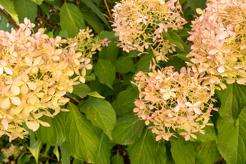 Blooming hydrangea paniculata, close-up. Light pink flowers of panicled hydrangea in the garden for publication, poster, screensaver, wallpaper, postcard, banner, cover, post. High quality photography