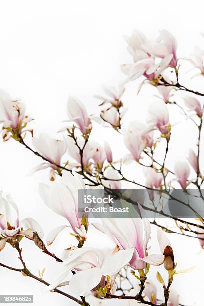 Magnolia Tree Flowers Stock Photo - Download Image Now - Backgrounds, Flower, Large Group Of Objects