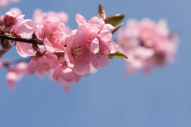 Pink Cherry Blossom stock photo