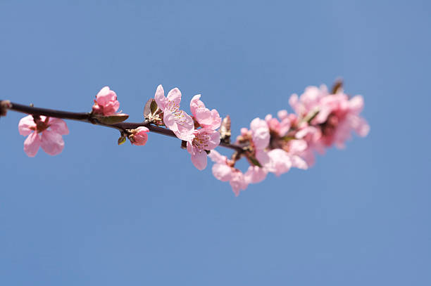 シングル枝のピンクの桜の花 ストックフォト