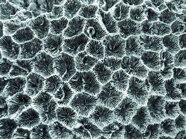 Coral-detail – Foto