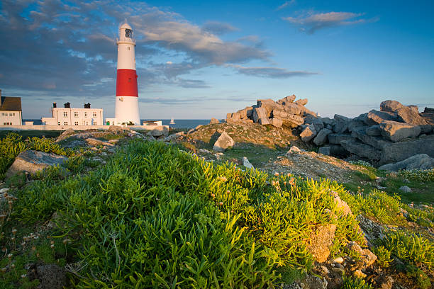 Portland bill lighthouse "A floral foreground at Portland Bill lighthouse, Weymouth, Dorset U.K" bill of portland stock pictures, royalty-free photos & images