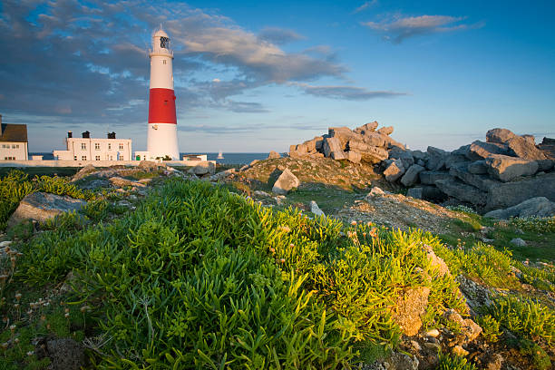 Portland bill lighthouse "A floral foreground at Portland Bill lighthouse, Weymouth, Dorset U.K" dorchester on thames stock pictures, royalty-free photos & images