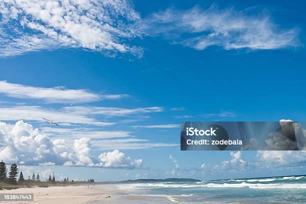 オーシャンビーチオーストラリア - オーストラリアのストックフォトや画像を多数ご用意 - オーストラリア, カモメ科, カラー画像