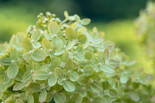 Hydrangea paniculata sort Limelight: hydrangea with green flowers blooms in the garden in summer