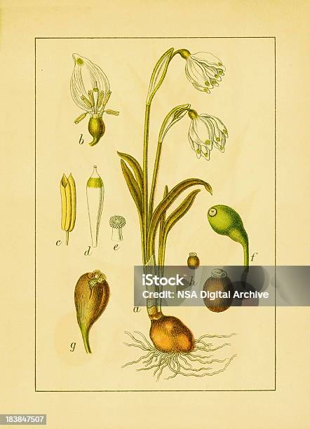 Spring Snowflake Antique Flower Illustrations Stock Illustration - Download Image Now - Springtime, Flower, 19th Century