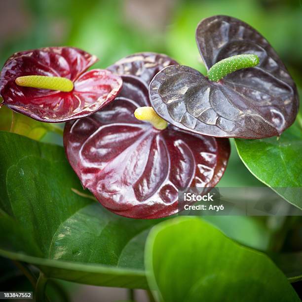 Anthurium Fiore - Fotografie stock e altre immagini di Anthurium - Anthurium, Aro, Bellezza naturale