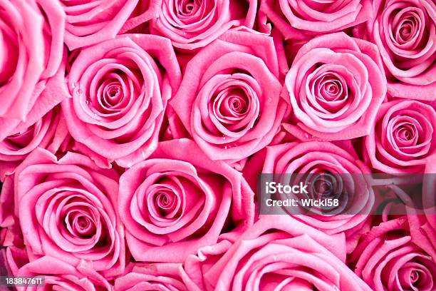 Photo libre de droit de Rose Roses Rosée banque d'images et plus d'images libres de droit de Rose - Fleur - Rose - Fleur, Rose, Fond