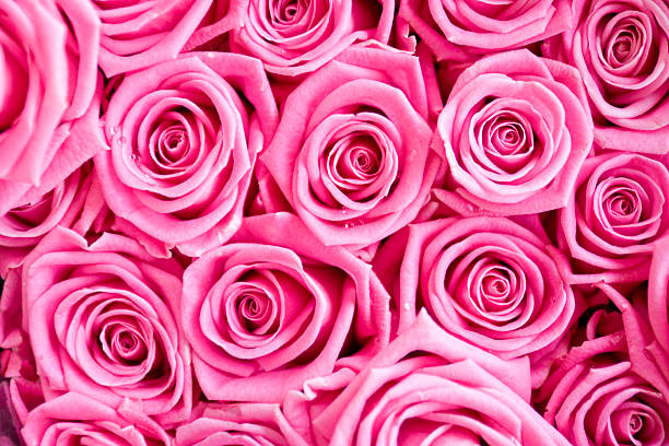 Pink Roses Dew stock photo