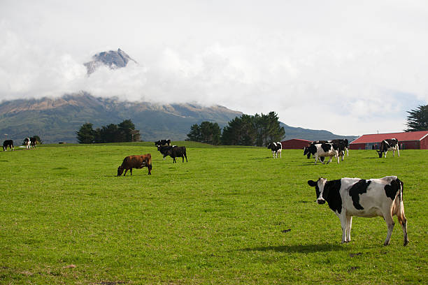 istock Farm at Volcano Taranaki 183847635