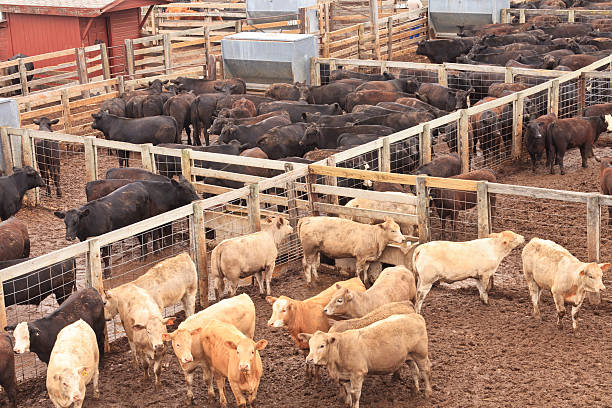 istock Cattle penned at Oklahoma City Stockyards 183847789