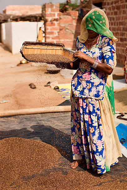 istock Indian woman winnowing the grain, Thar Desert, Rajasthan 183848261