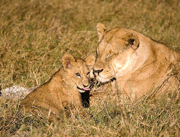istock Lion Cub with Mother Lioness 183848384