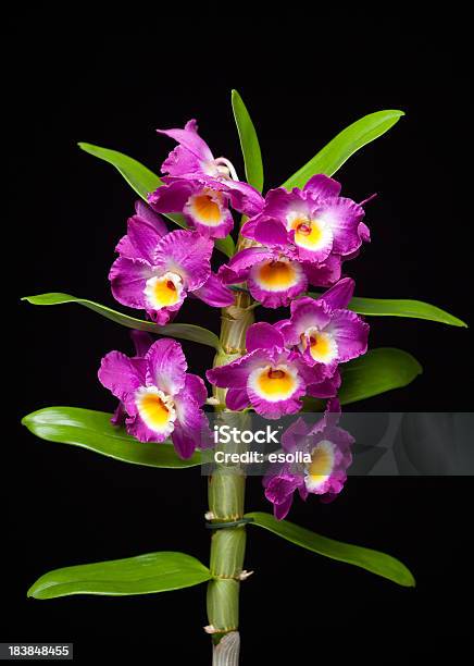 Dendrobium - Fotografie stock e altre immagini di Composizione verticale - Composizione verticale, Dendrobium, Fiore
