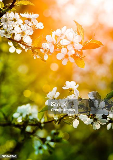 Kwiat Wiśni - zdjęcia stockowe i więcej obrazów Bez ludzi - Bez ludzi, Biały, Bliskie zbliżenie