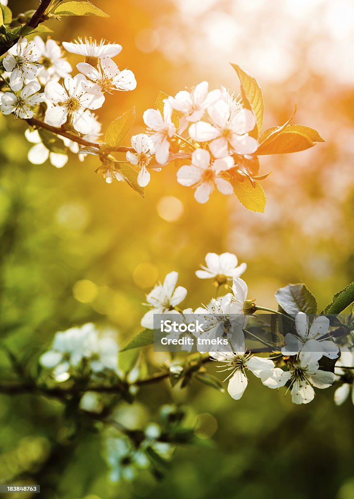 Flor de cerejeira - Royalty-free Ao Ar Livre Foto de stock