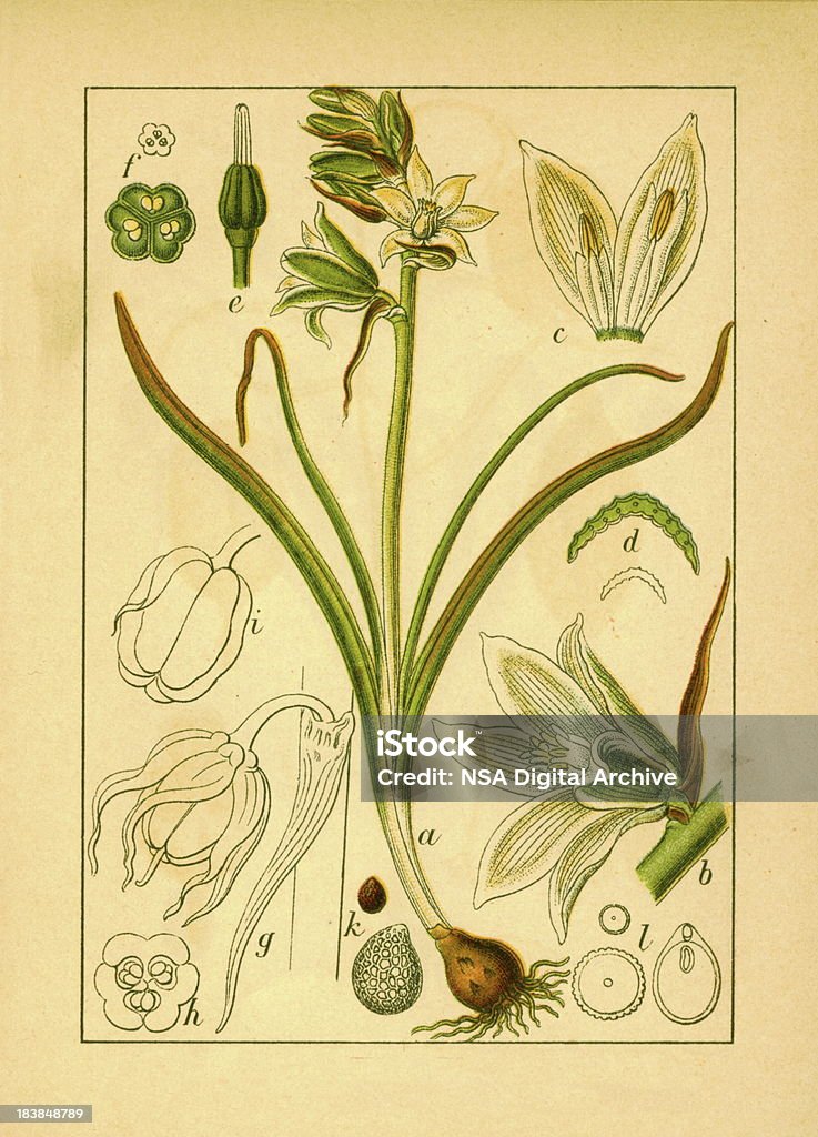 Ornithogalum Boucheanum/antigüedades de flor e ilustraciones - Ilustración de stock de Anticuado libre de derechos
