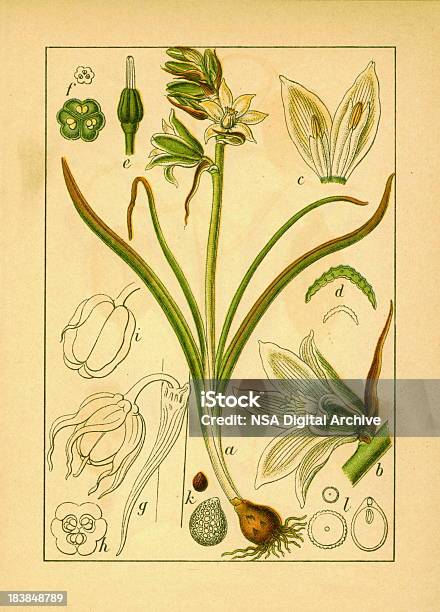 Ornithogalum Boucheanum Antique Flower Illustrations Stock Illustration - Download Image Now