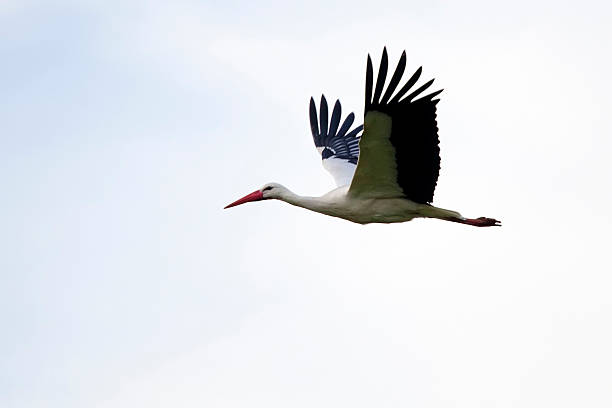 weißstorch fliegen, im profil - storchenvogel stock-fotos und bilder