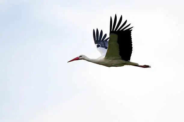 "White stork flying, in profile"