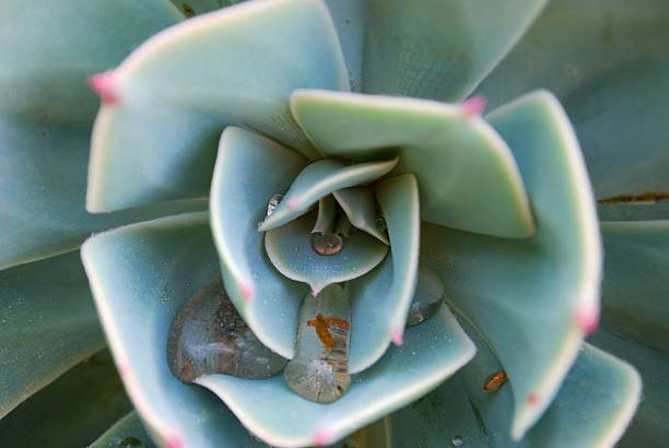 rocío de la mañana en un'hens y chicks'suculentos - soboliferum fotografías e imágenes de stock