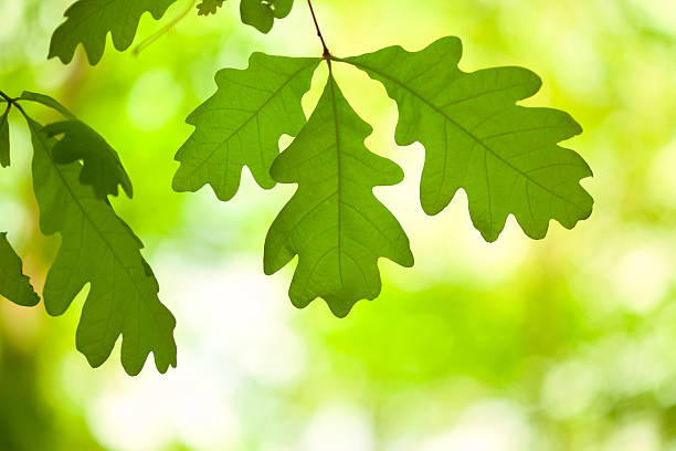 White Oak Tree Leaves in Forest, Backlit "Fresh green White Oak leaves silhouetted against bright green spring color, found in the woods in New Jersey. White oaks have rounded lobes." oak tree photos stock pictures, royalty-free photos & images