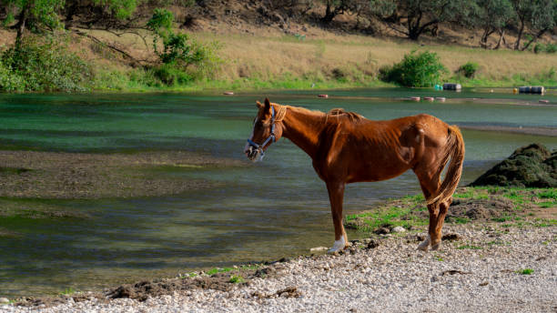 istock horse is next to a stream in Salalah, Oman. 1838491123