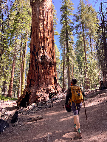 Adventurous adult white male, with backpack embarks on a captivating journey in Sequoia National Park. With reverence, he approaches a towering giant sequoia, standing proudly beside a sign that reads 'Chief Sequoyah'