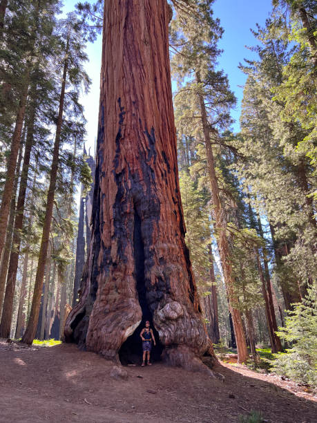 istock Smiling explorer beneath sequoia's enchanting tunnel 1838493177