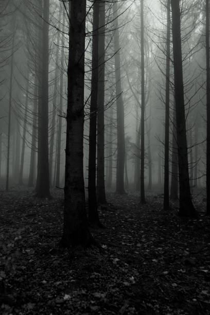 istock Tall trees in the fog 1838497004