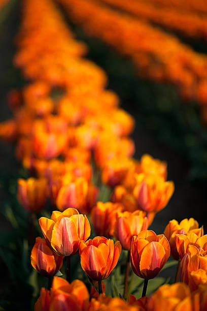 belles tulipes orange - double tulip photos et images de collection