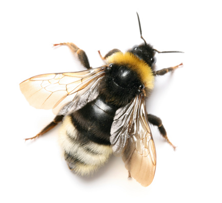The bee is affected by the varroa mite and a piece of beeswax in the beekeeper's hand. Varroa mite causes serious damage to bee colonies and apiaries.