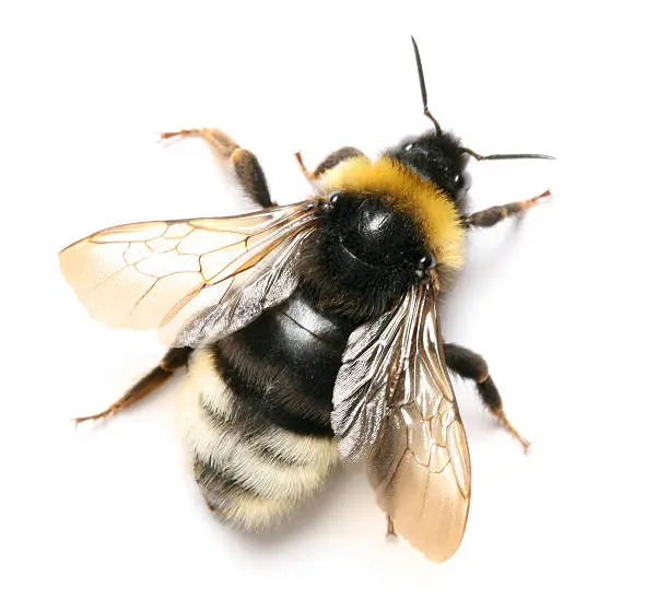 Photo of bumblebee