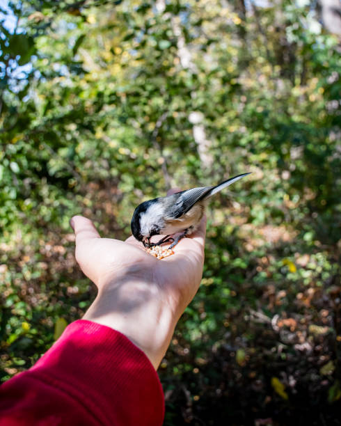 istock Up-Close with a Chickadee Feeding from Your Palm 1838502563