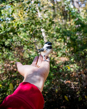 a POV encounter with a black-caped chickadee, forging a connection between human and wild beauty