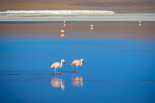 Pink Chilean Flamingos feeding at a lake on the Lagunas Route, Bolivia
