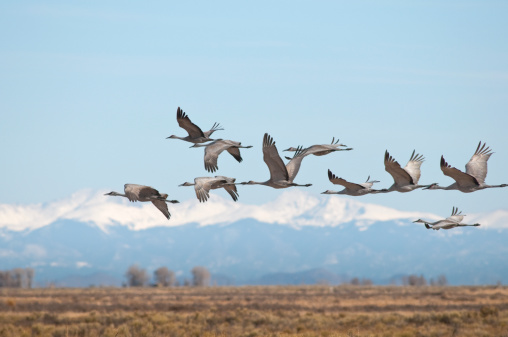 Sandhill Cranes de Monte Vista, Colorado photo